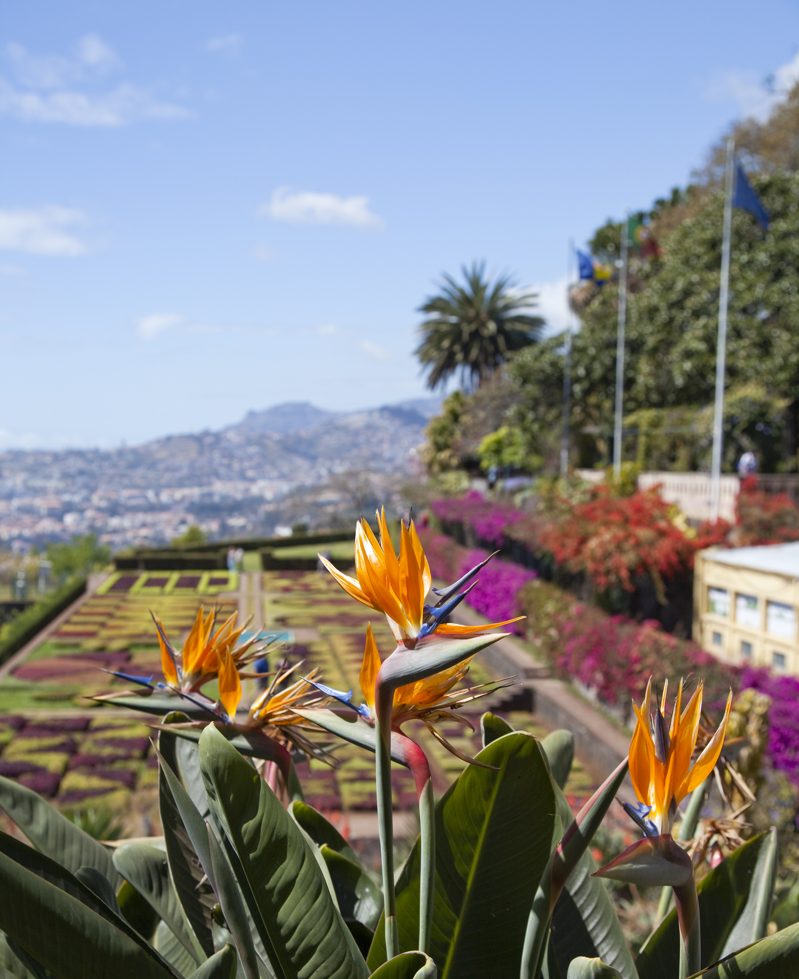 Lush tropical vegetation and colourful blooms inside the Jardim Botânico da Madeira, Funchal, Madeira, PT-31