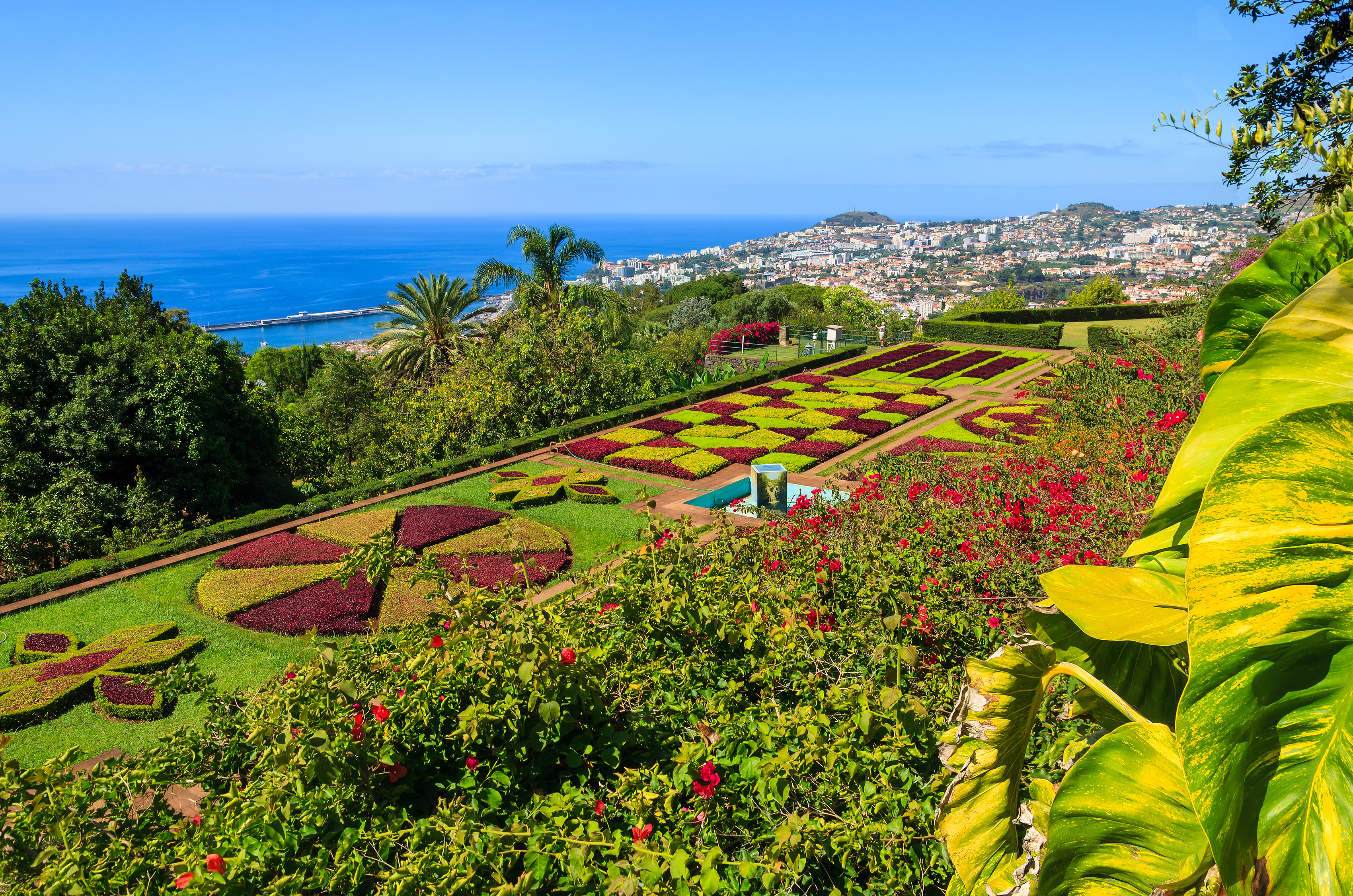 Tropical plants in the Jardim Botânico of Funchal, Madeira